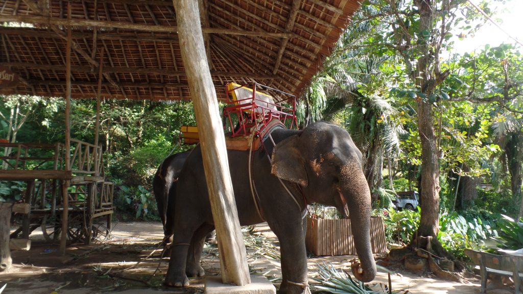 Sanctuarul Elefantilor Thailanda
