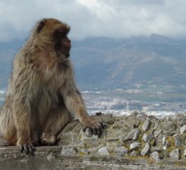 Gibraltar – aventura exotică de la capătul Europei