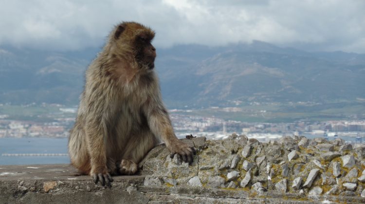 Gibraltar – aventura exotică de la capătul Europei