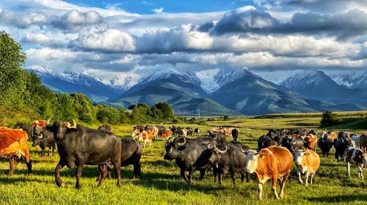 Dacă ești din România, trebuie să ajungi aici: Țara Făgărașului, paradisul ascuns al Transilvaniei