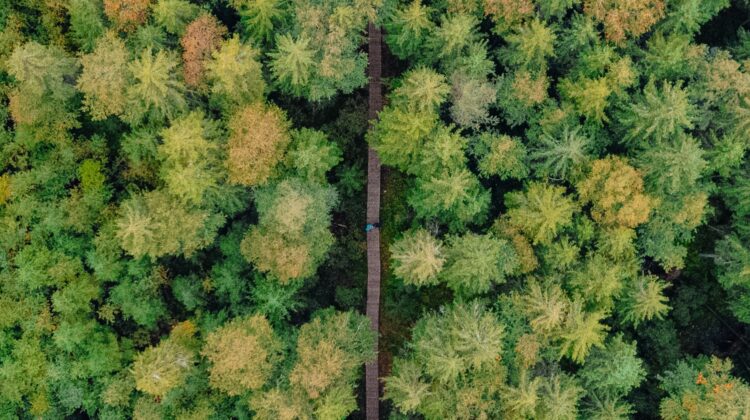 Pădurea fermecată din inima Bucovinei, unică în Europa, de neratat în 2023