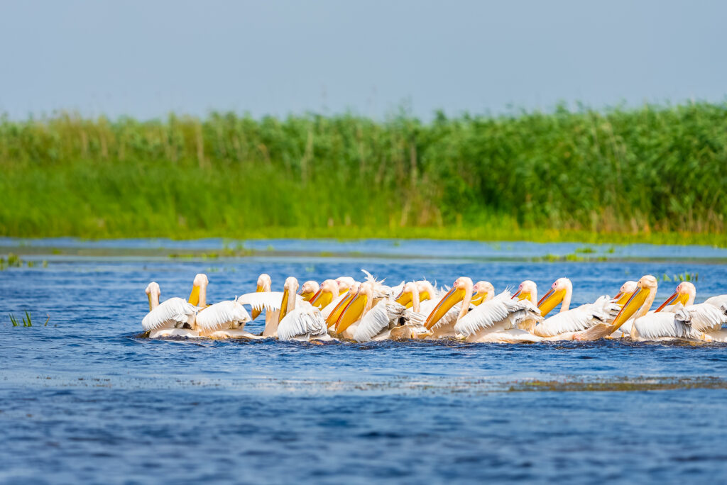 Delta Dunării, paradisul natural al României, de văzut o dată-n viață