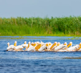 Delta Dunării, paradisul natural al României, de văzut o dată-n viață